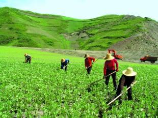 土地流轉，到底是不是坑農(nóng)民的？
