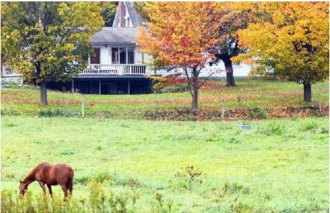 農村創業：看懂這些策略，讓你年入百萬