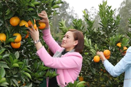 案例|這位富二代，立志做果農，竟然這樣玩轉休閑生態農莊