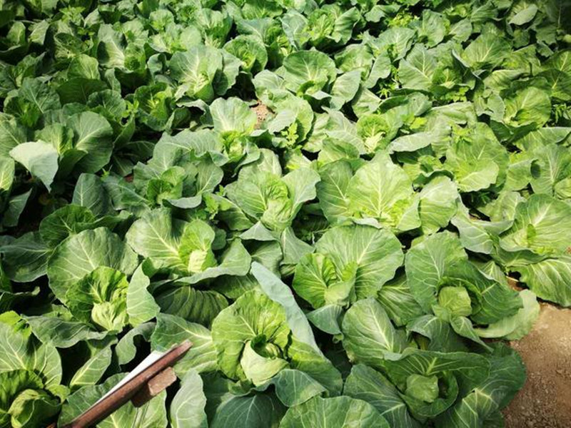 細(xì)數(shù)休閑農(nóng)業(yè)老板們這些年犯過的錯(cuò)，損失幾百萬是常事！