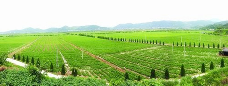 農業“專家”，提出5種“致富奇招”，學會一個保證衣食無憂！