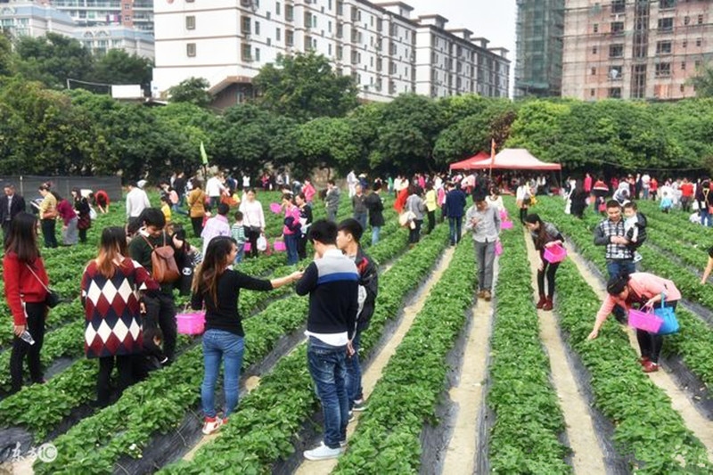 未來十年內，國家將重點發展這三項產業，扶持這五類農民！