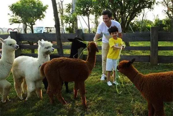 行業新業態|萌寵樂園5大商業模式