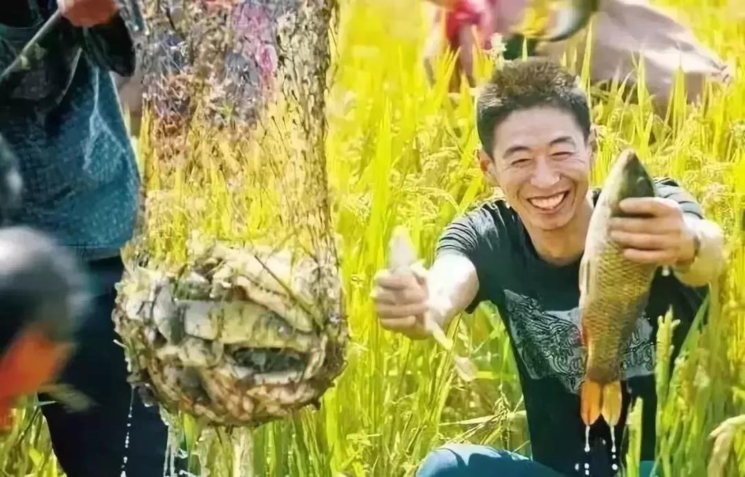 【新玩法】農業遇上休閑，小作物“玩”出大財富