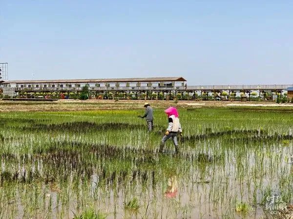 【案例】每畝收益1.2萬元！生態農業觀光，寧夏是怎么做的？