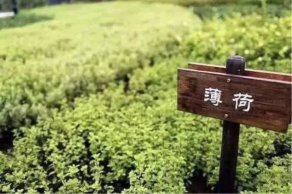 【實操經驗】田園綜合體產業引爆點與經營模式