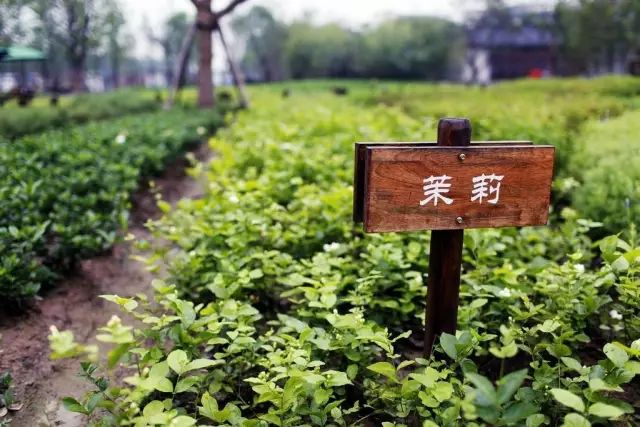 【商業模式】田園綜合體是農業還是地產，還是旅游呢？