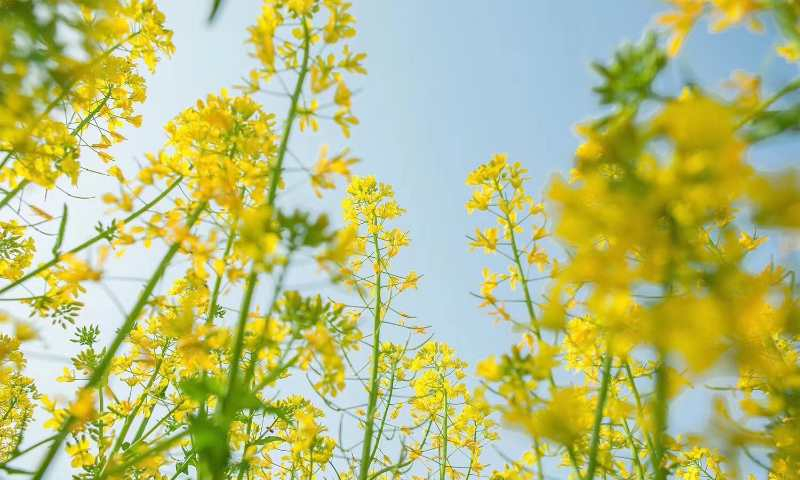 【實操復盤】“農業特色小鎮”如何建？避免四種錯誤傾向