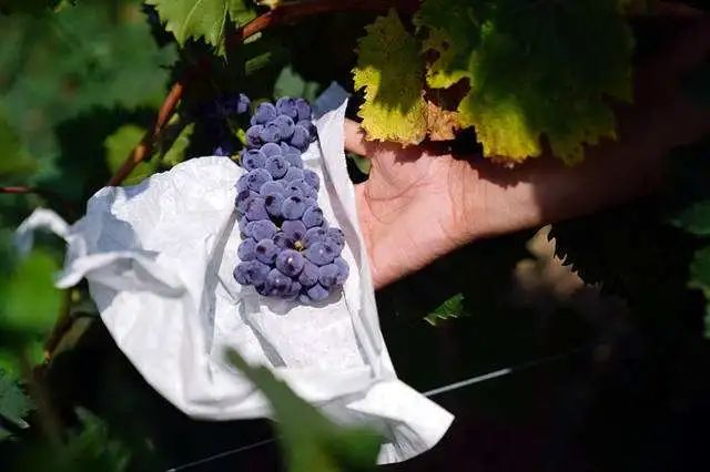 【實操經驗】采摘是最符合休閑農場氣質的項目，沒有之一