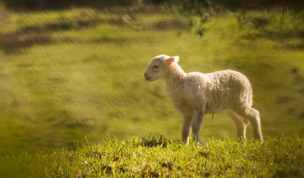 【海外案例】日本精致農(nóng)業(yè)的6大秘訣和8大案例
