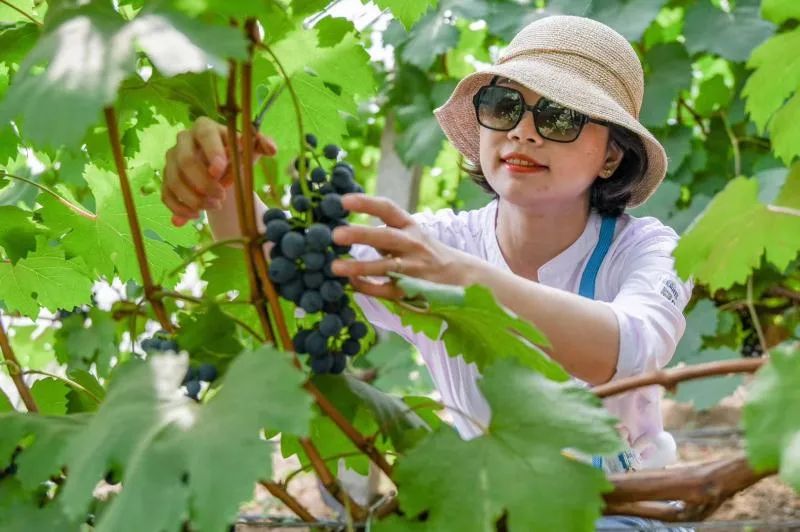 【盈利模式】休閑農(nóng)業(yè)場景開發(fā)如何實現(xiàn)資源變資產(chǎn)?