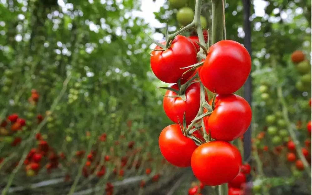 【實操案例】臺灣休閑農(nóng)業(yè)成功的秘訣