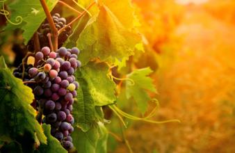 休閑農業(yè)8大要點總結