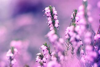 中國的休閑農業怎么發展？