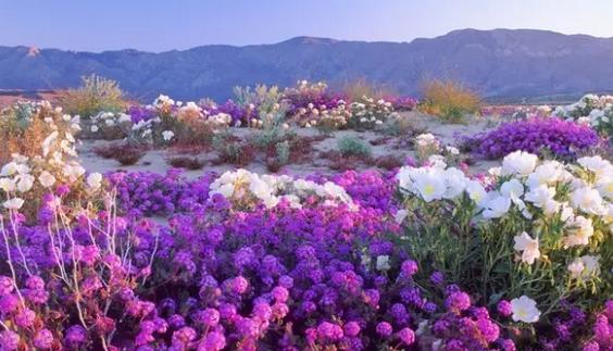 探討：如何利用花卉苗木打造休閑農業特色？