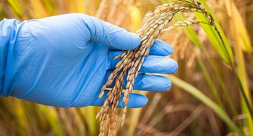 2017農業轉基因難道要“火”？！未來我們又走什么路