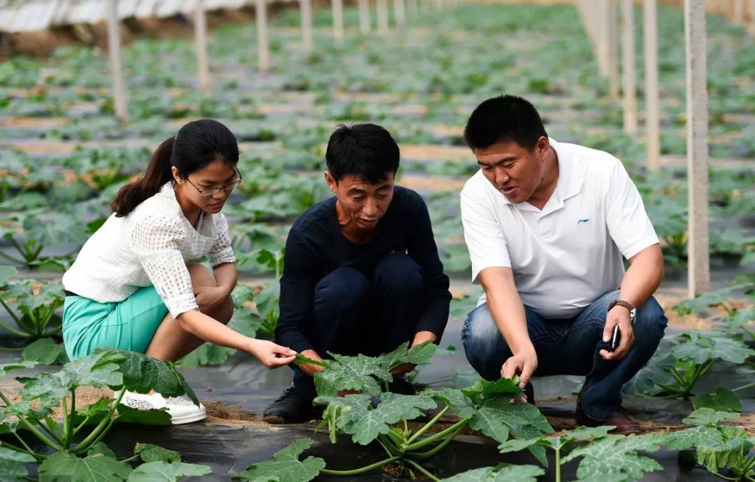 三農(nóng)日?qǐng)?bào)|政府工作報(bào)告：支持返鄉(xiāng)入鄉(xiāng)創(chuàng)業(yè)創(chuàng)新；我國(guó)數(shù)字農(nóng)業(yè)迎新風(fēng)口