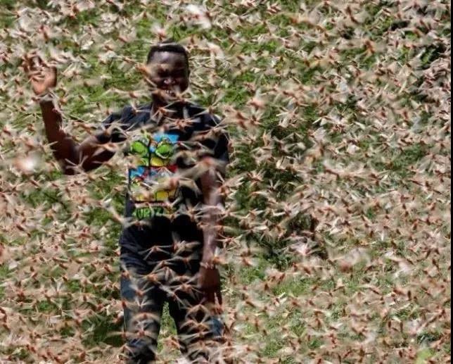 全部漲停！抗蝗蟲(chóng)農(nóng)藥A股爆發(fā)，或?qū)⒄Q生獨(dú)角獸企業(yè)