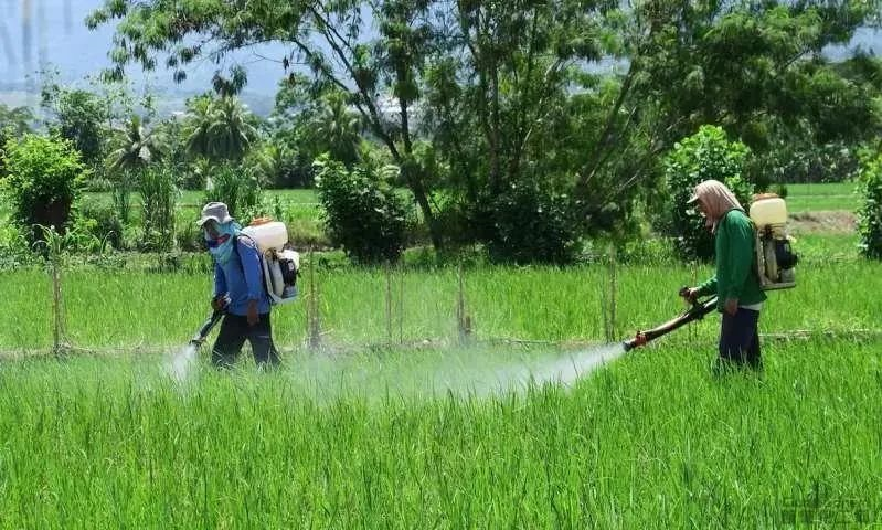 【深度分析】中國農業生產日益淪為化學農業