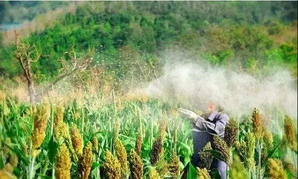 【農藥行業】農業生產上11大農藥使用問題，這些問題，你中了幾個？