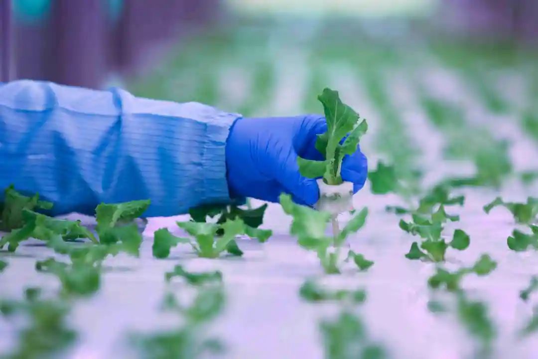 三農日報|國家試點育秧、烘干設施購置補貼；中國農藥行業趨向規模化、集約化