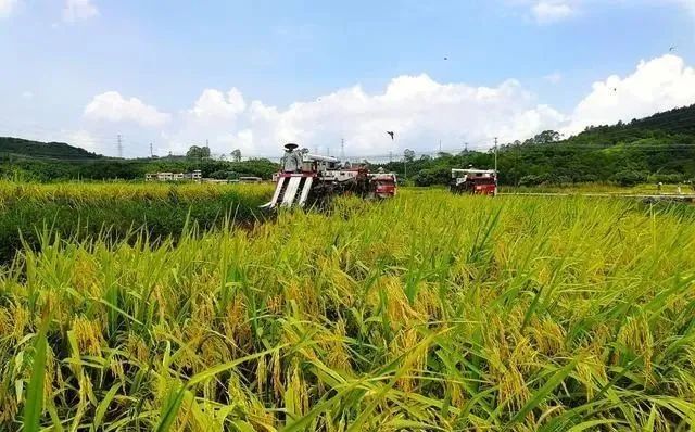 三農日報|我國支持大型種業龍頭企業引領作用；我國綠色農藥研發方面不足歐美