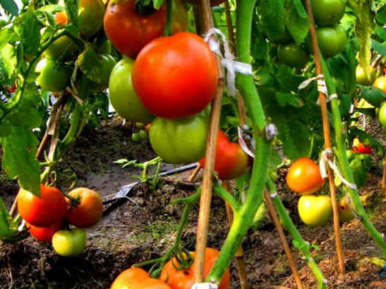 三農日報|政策：支持農藥產業科技創新；農業機器人：加速第四次農業革命