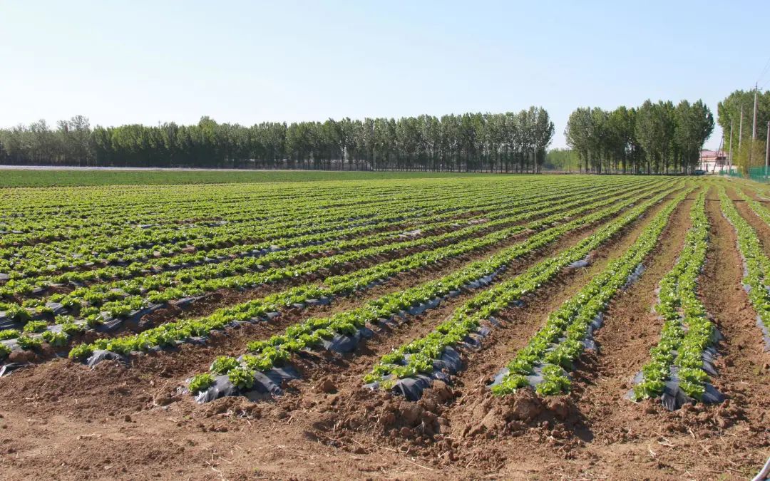 【銳觀察】農業改革到了刻不容緩的時刻！