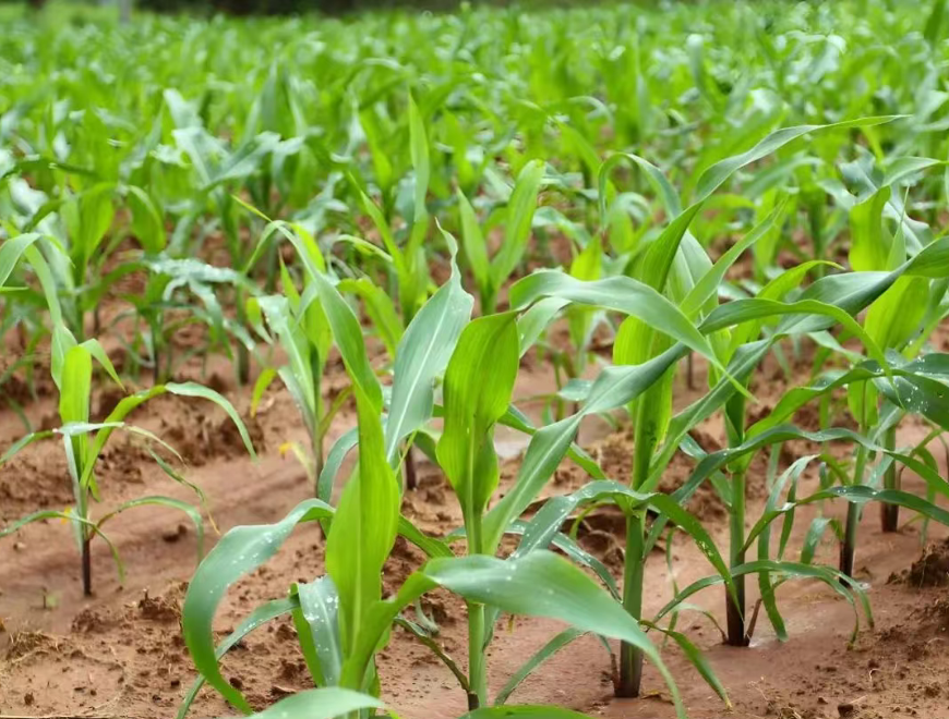 百億生物農藥賽道迎來黃金期，國內外企業爭相布局
