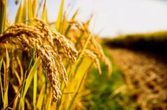 農藥丨冬季用藥需謹慎，這五點你一定得知道！