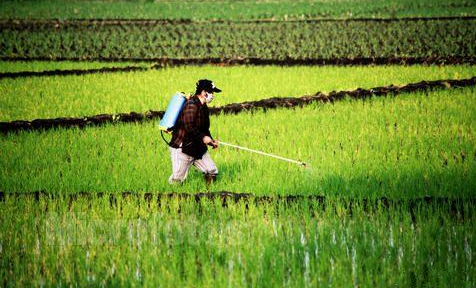 學會這5點，至少幫你節省一半農藥！
