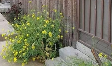 痛心！做農(nóng)莊的六個大坑，90%的跨界農(nóng)人都在犯！