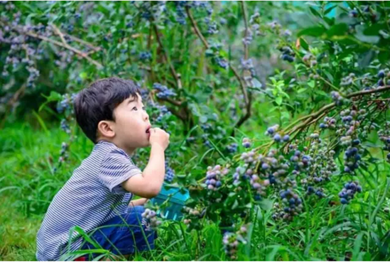 “共享農(nóng)場”是什么？噱頭還是良藥