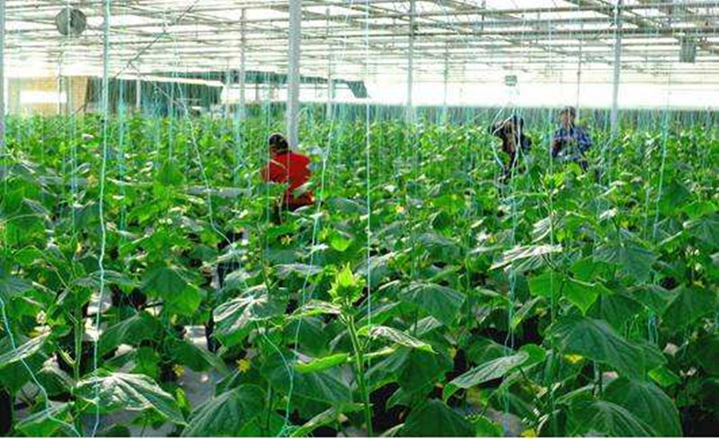 產(chǎn)業(yè)分析|共享農(nóng)業(yè)：萬億級市場！新風(fēng)口！要火！