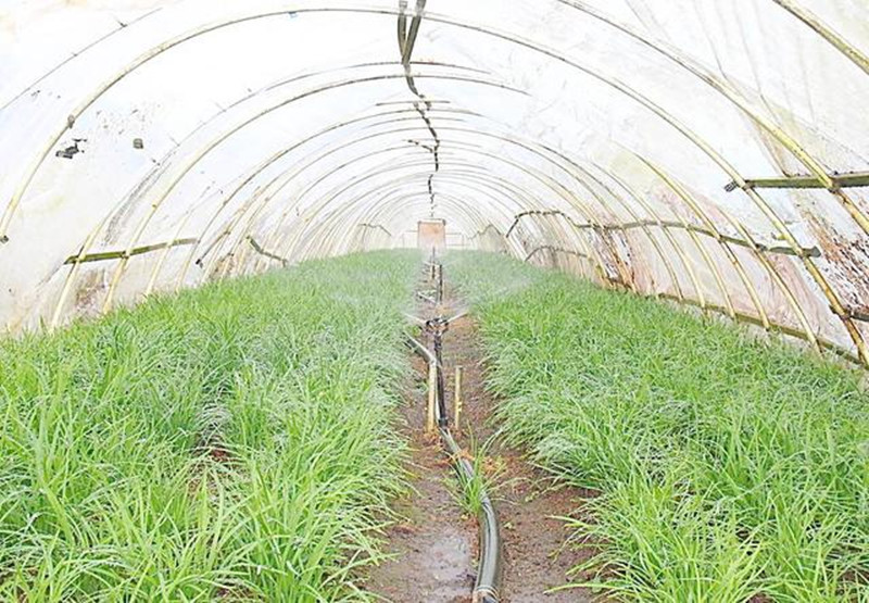 90后小伙包田為何會一敗涂地，100畝農(nóng)場為何會爛在他的手里？