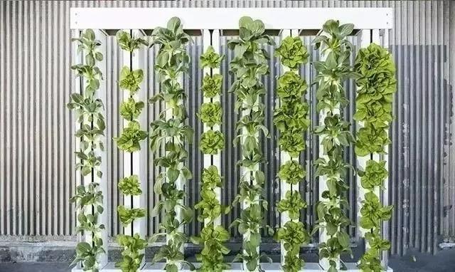 2億美金，有機農場被軟銀、谷歌、亞馬遜投資，要在中國建300家！