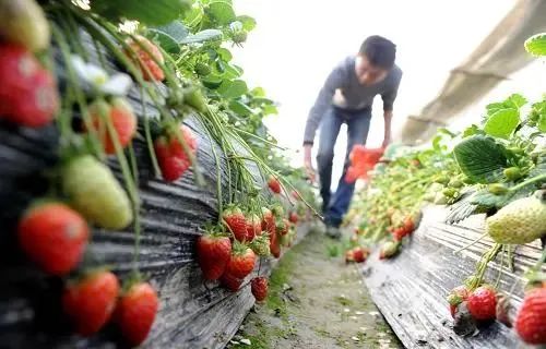 【報告】研究報告：我國家庭農場平均經營15塊地、400畝，來自約50個農戶