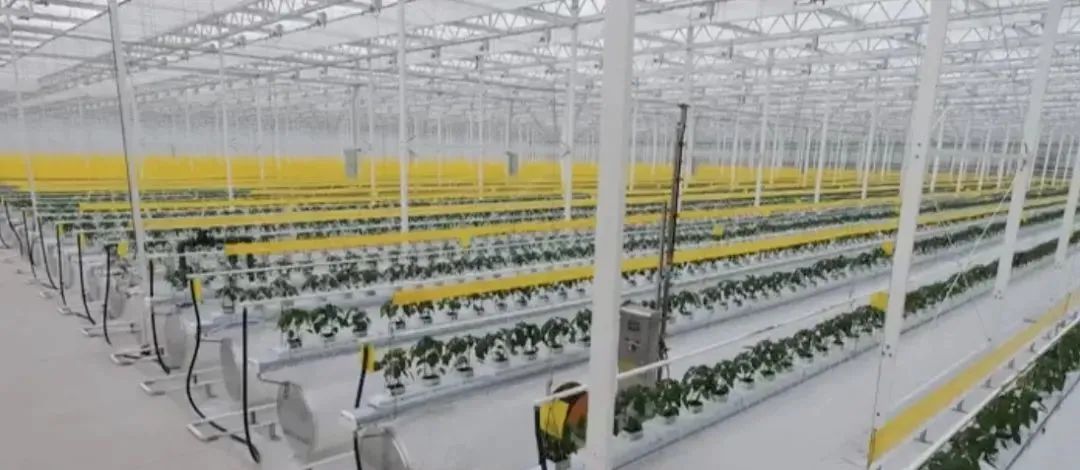 【未來農業】上海10萬畝無人農場