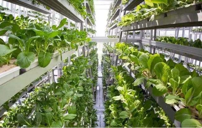 垂直農場：實現農業產能提高近400倍，農業可持續發展典范!