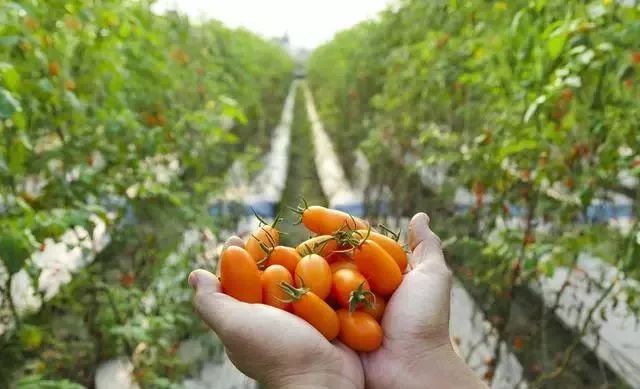 【產業深度】中國農業正經歷5大商業變革