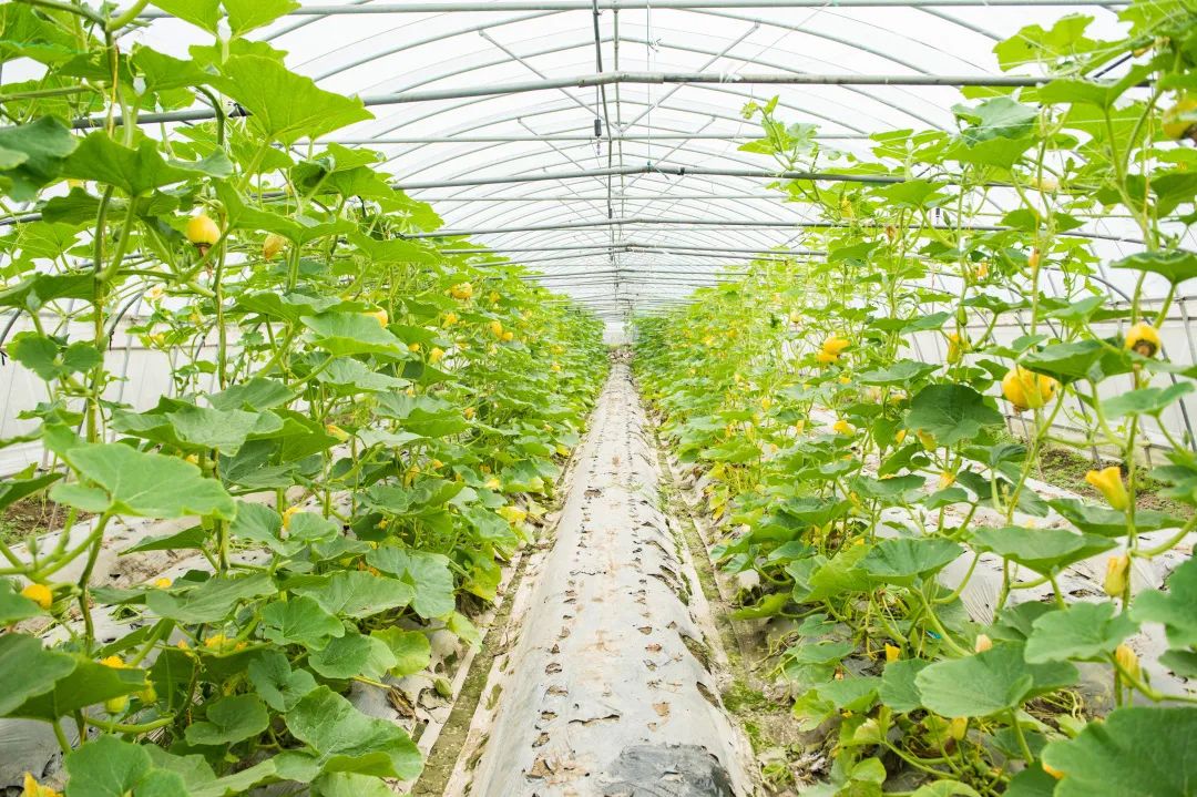 【創(chuàng)業(yè)復(fù)盤】如何打造一個有機農(nóng)場