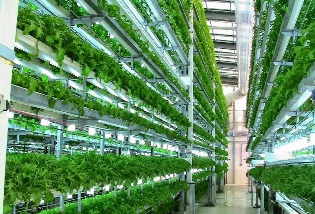 育種連接未來(lái)！如何讓遺傳學(xué)解鎖室內(nèi)農(nóng)場(chǎng)的潛力