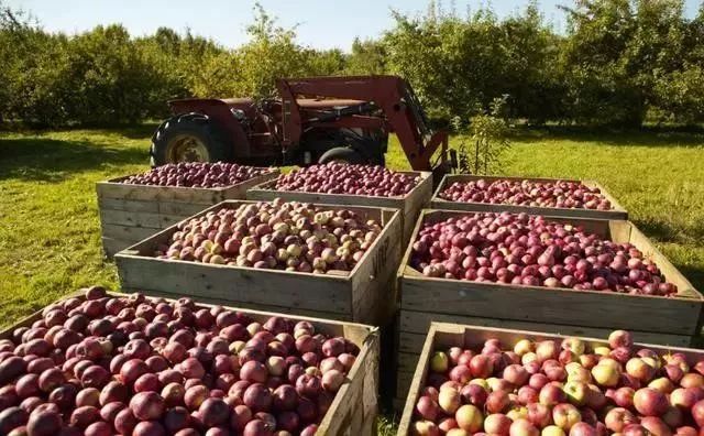 【世界農(nóng)業(yè)案例】日本最著名的10個(gè)農(nóng)場(chǎng)