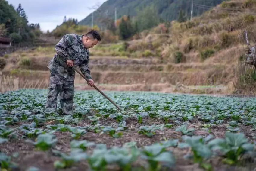 【數(shù)字農(nóng)業(yè)案例】認(rèn)養(yǎng)農(nóng)業(yè)走紅！“數(shù)字化農(nóng)場”開啟龍南共富路