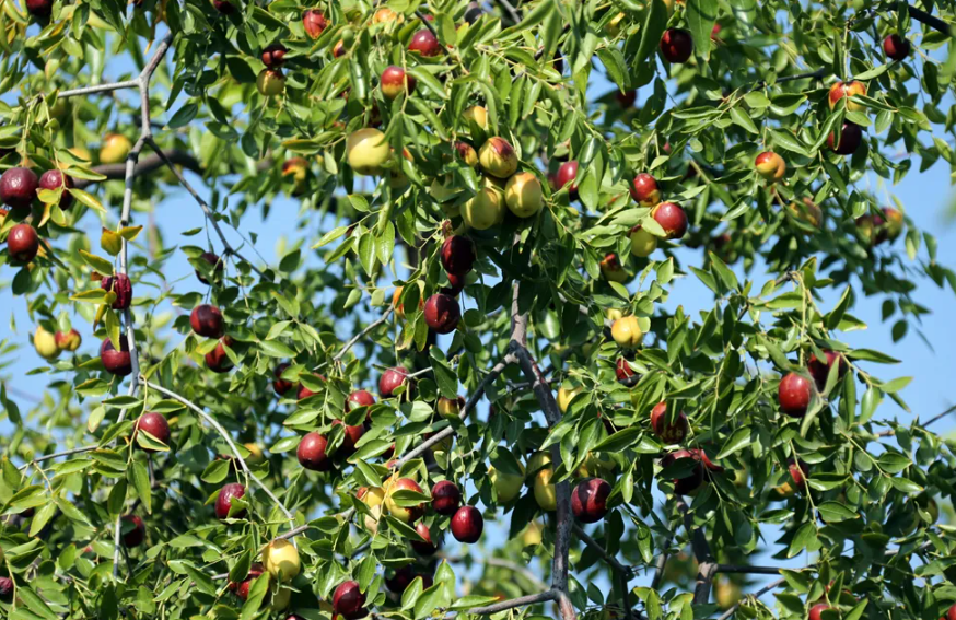 【農場模式】經營家庭農場（合作社）的10個賺錢模式