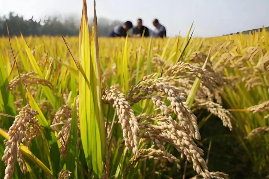 如何打造更賺錢的“無人農場”？