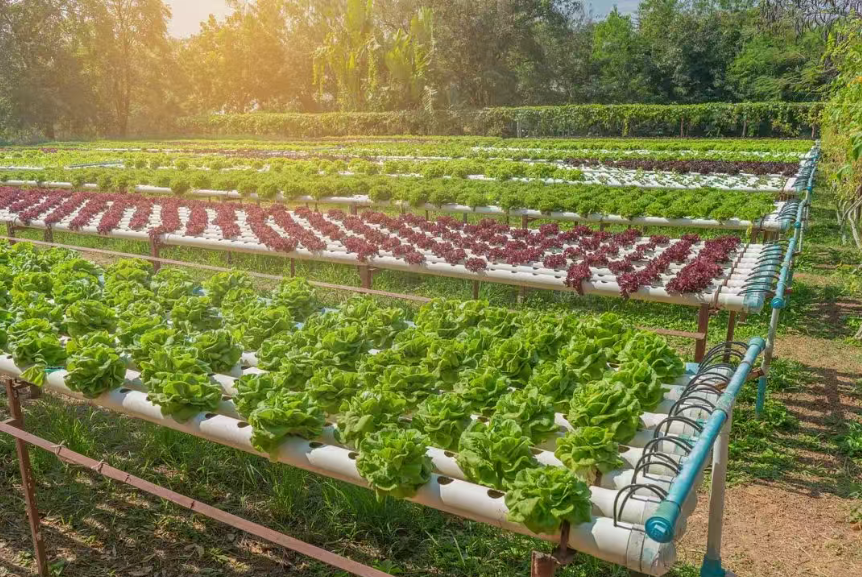 【理論研究】發展具有地域特色的中國式家庭農場