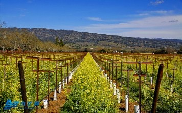 關(guān)于促進(jìn)家庭農(nóng)場發(fā)展，農(nóng)業(yè)部給出了怎么樣的指導(dǎo)意見？