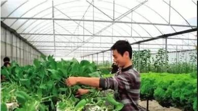 從負(fù)債150萬到吸金3.3億，這家家庭農(nóng)場是如何做到的？