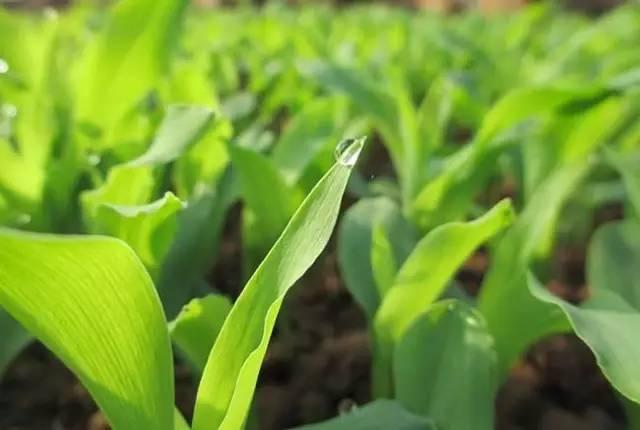 在中國，該如何發展家庭農場？